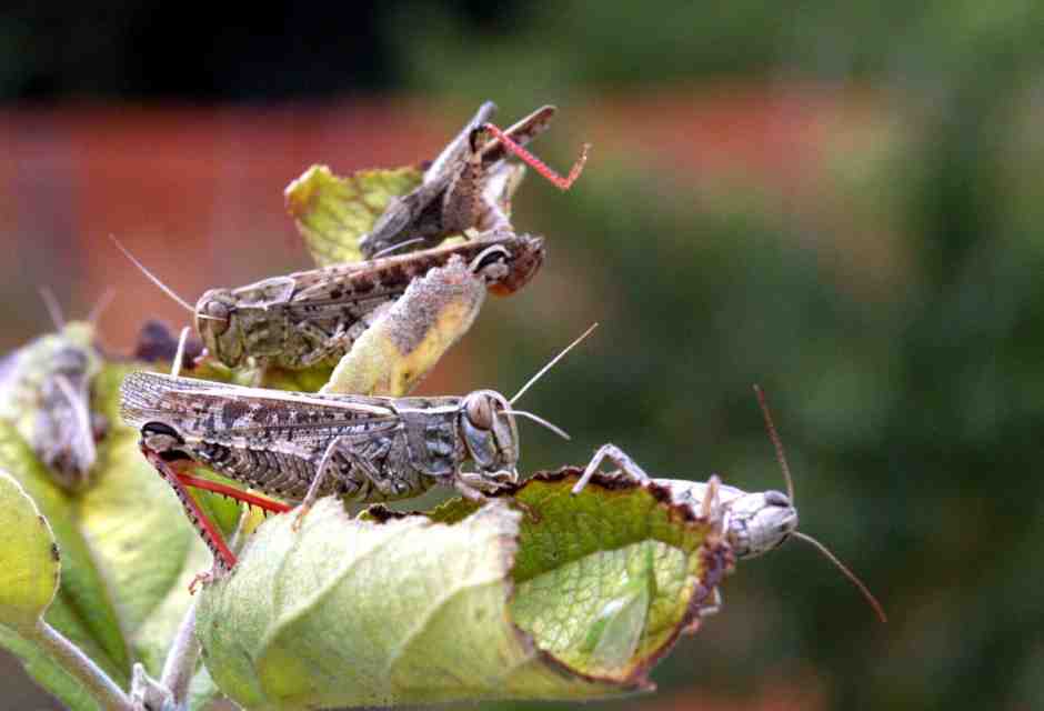 Cavallette fritte, perché no? Basta con le nonne, pensiamo a come nutrire i nipoti