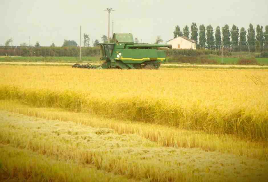 A Novara la scienza è più concreta delle ideologie: ecco le risaie del futuro