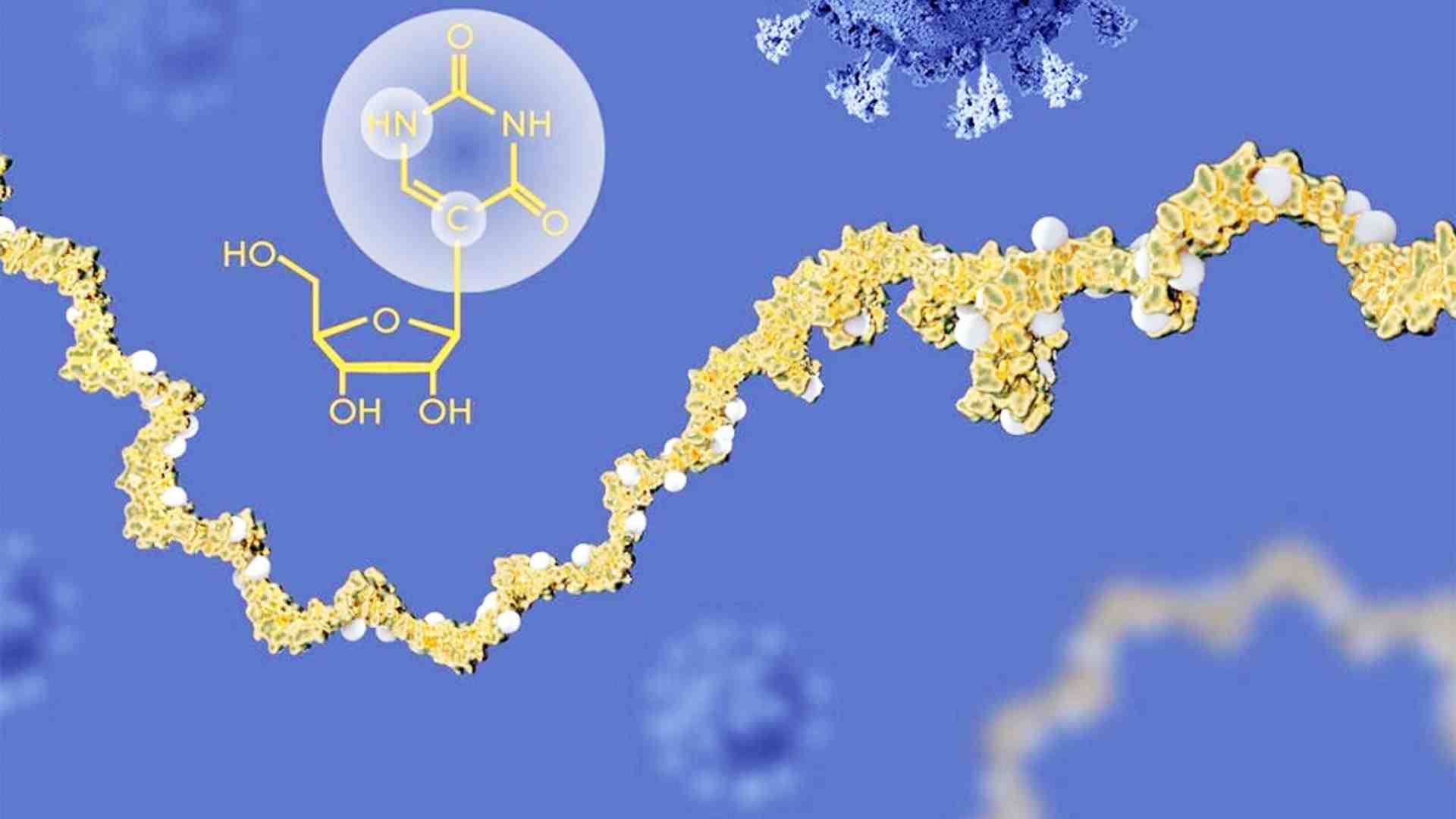 Un vaccino basato su mRNA potrebbe aiutare il sistema immunitario contro il cancro