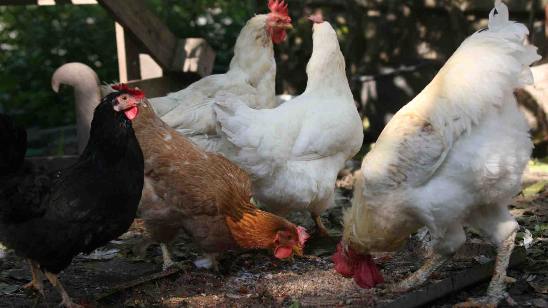 Il pollo è moderno e democratico. Mangerò più manzo