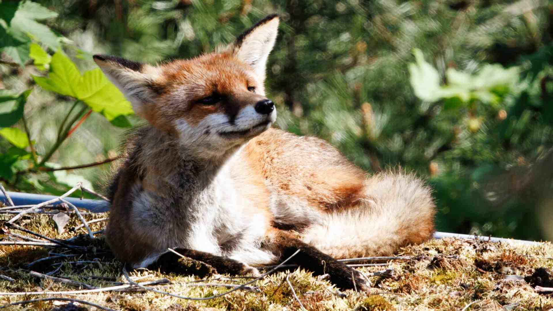 La volpe che ha lasciato un paese senza internet dimostra che il web è una fogna