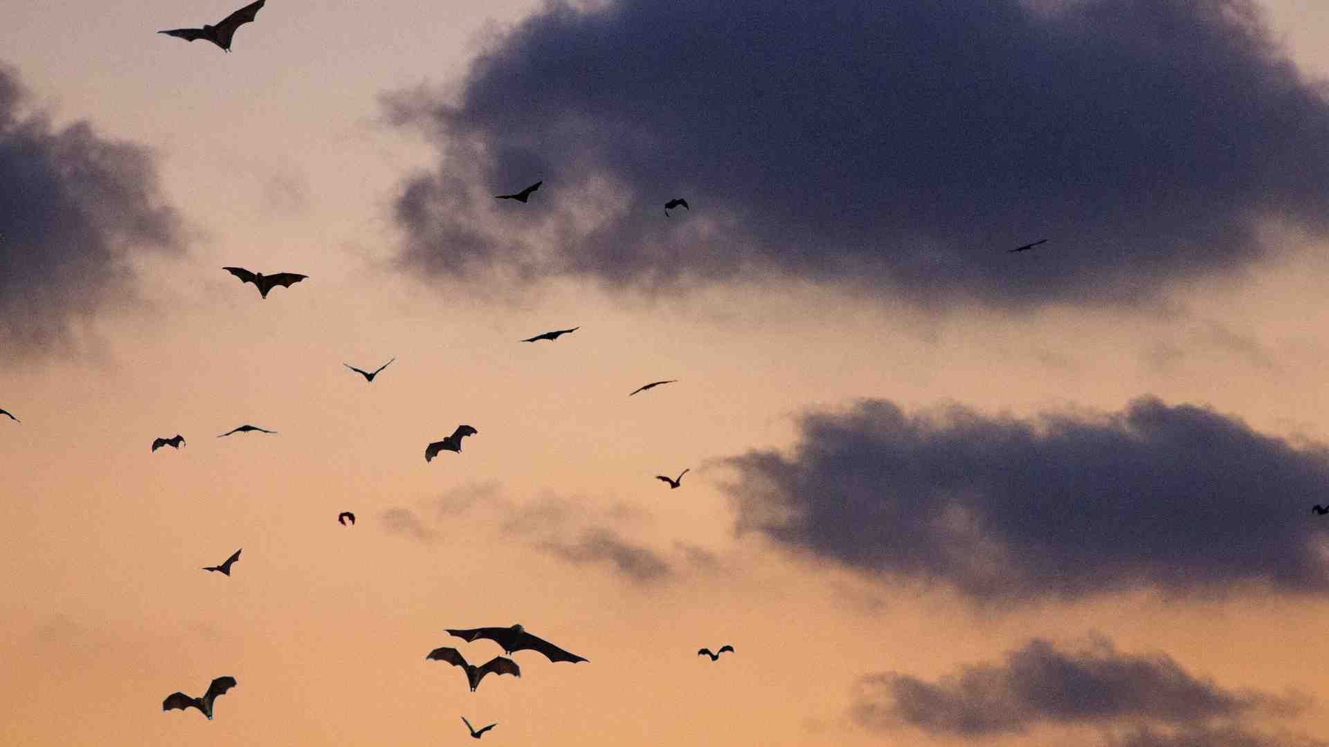 La geniale interpretazione del "Vampiro" di E.T.A Hoffmann