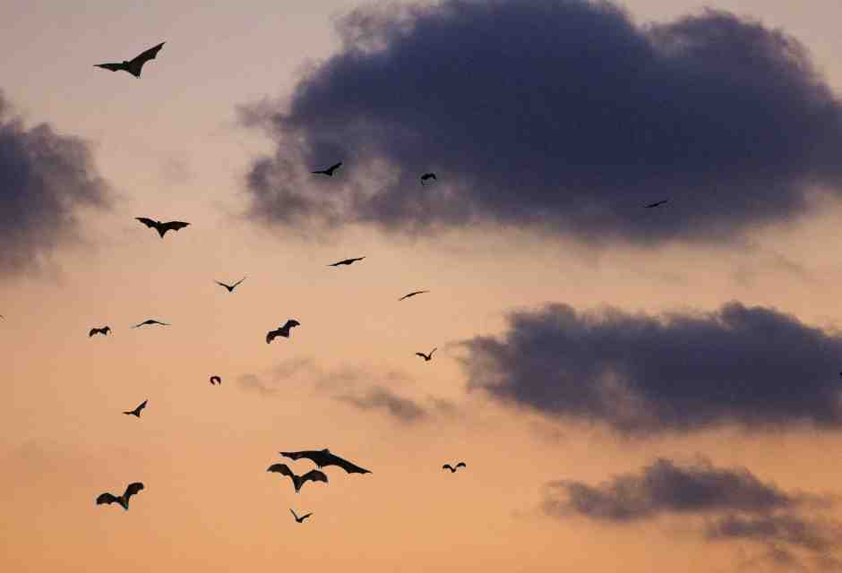 La geniale interpretazione del "Vampiro" di E.T.A Hoffmann