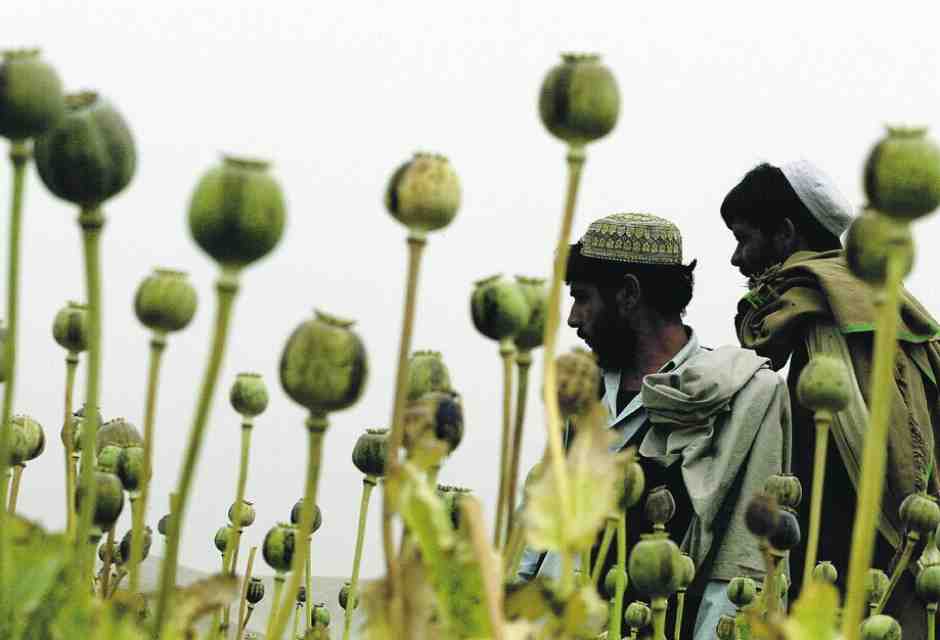 Dentro la missione segreta della Cia per sabotare la coltivazione di oppio in Afghanistan