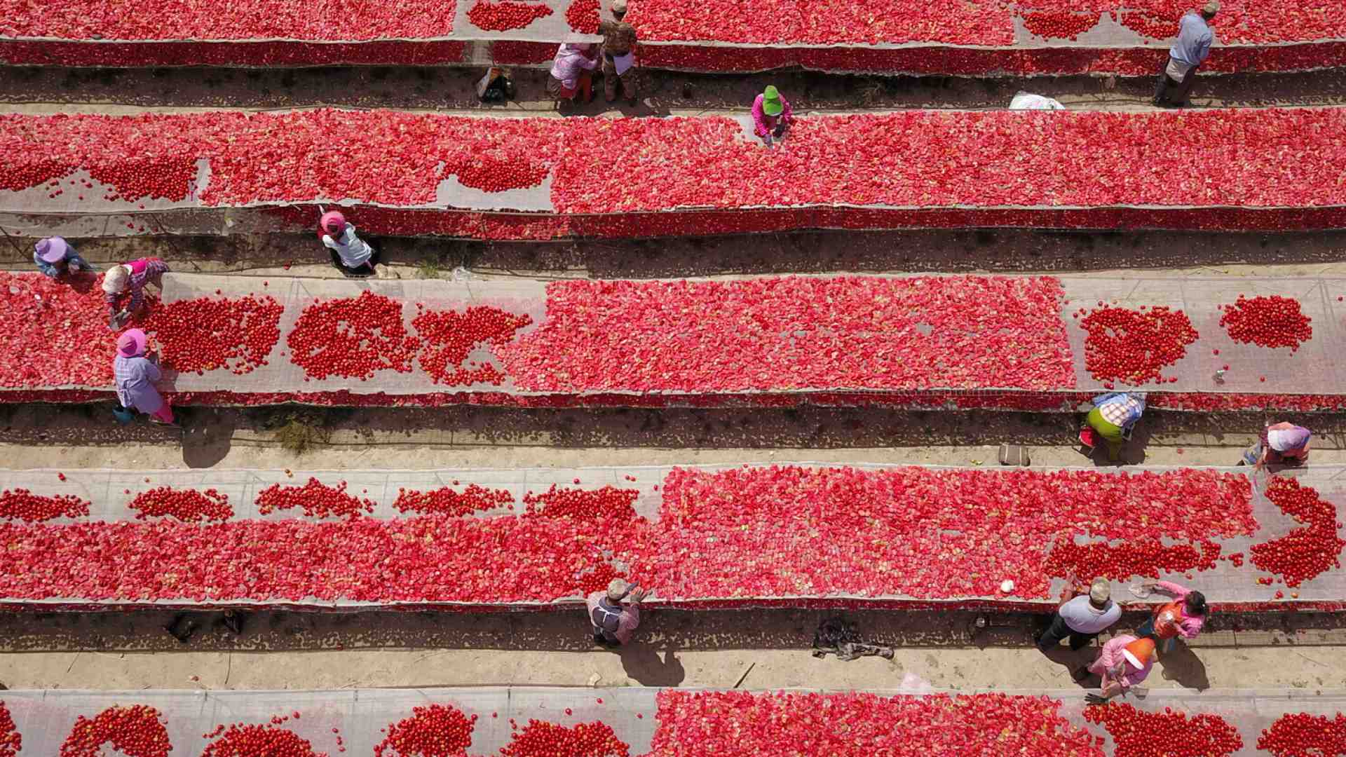 L'Italia manda il primo segnale di derisking con la Cina sui pomodori