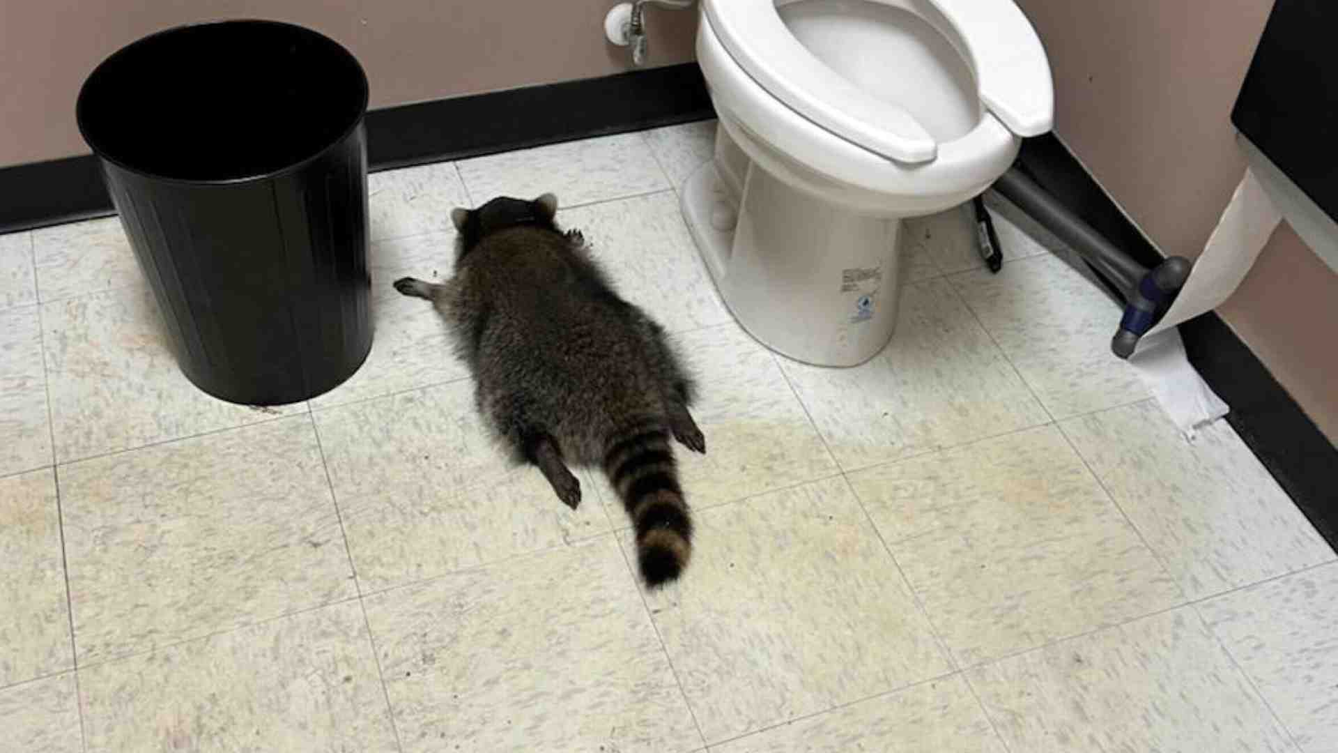 Uomini e procioni. Mentre i primi rifuggono dal mondo urbanizzato, i secondi ne sono attratti