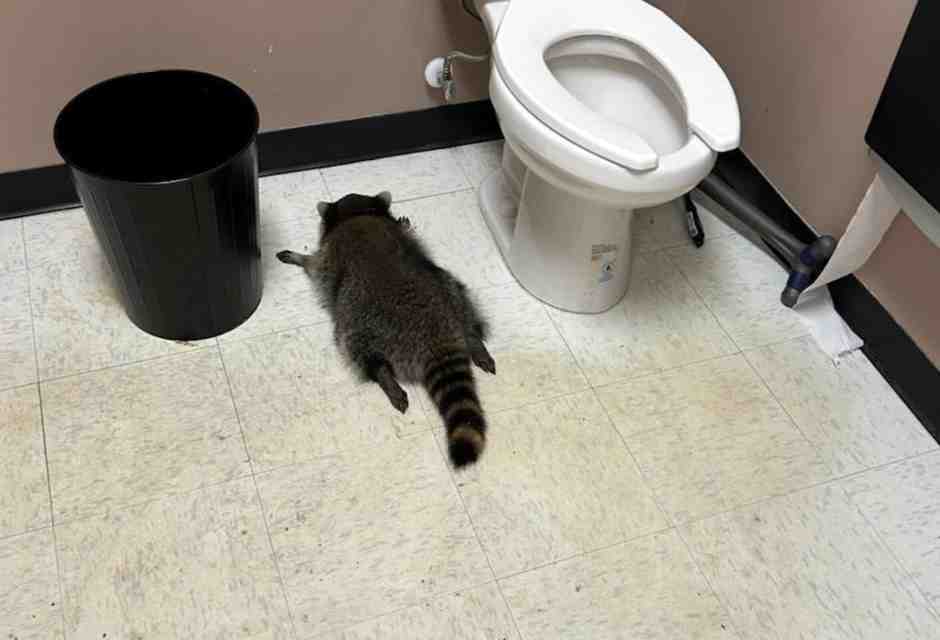 Uomini e procioni. Mentre i primi rifuggono dal mondo urbanizzato, i secondi ne sono attratti