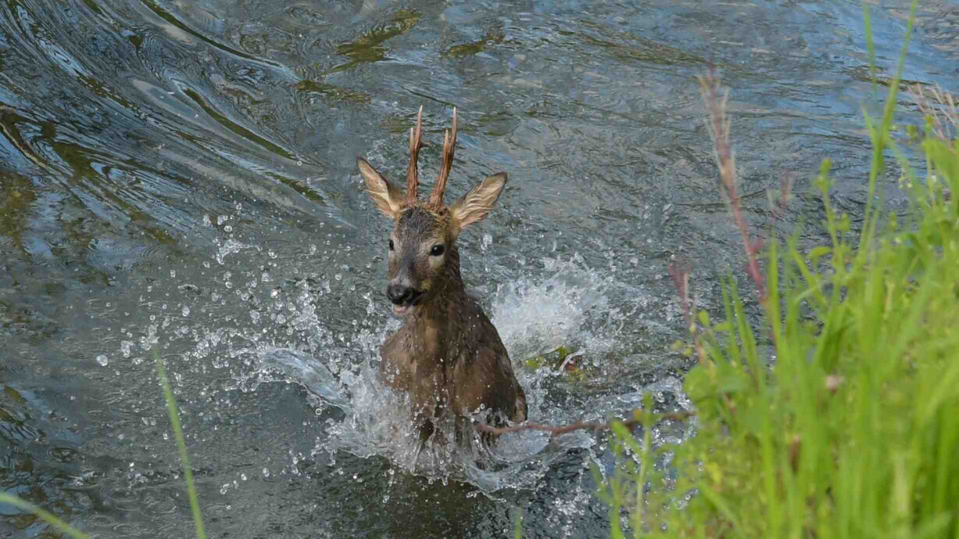 Come si porta un capriolo sulla bicicletta?