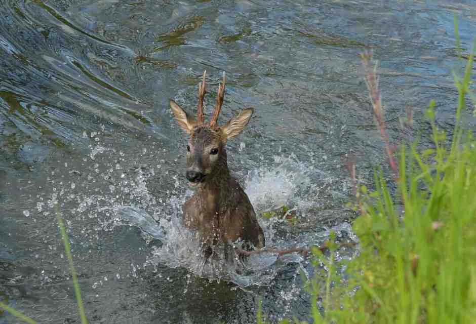 Come si porta un capriolo sulla bicicletta?