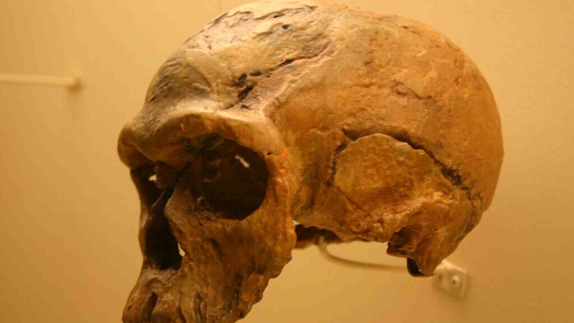 Cercando le nostre radici, troviamo una massa intrecciata, non un singolo fittone