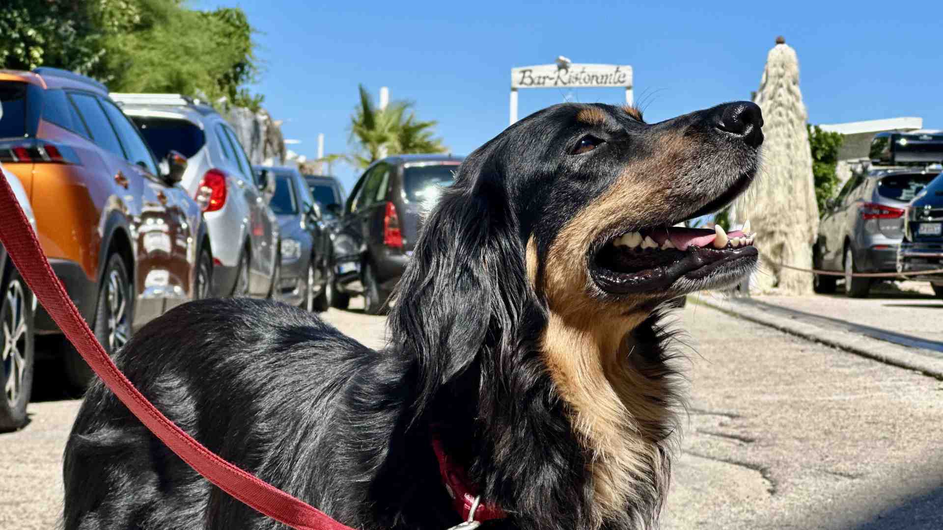 Il Canettone: quando il Natale diventa una questione di marketing per i cani