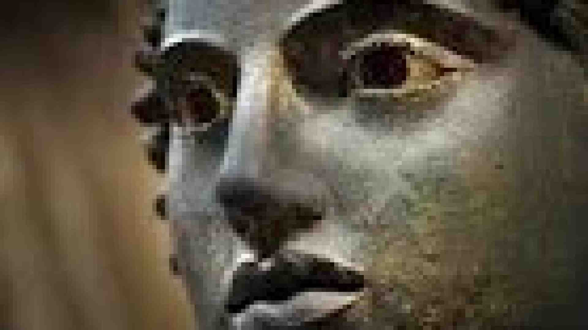 Marina Valensise e l'ignoranza che ci fa crescere