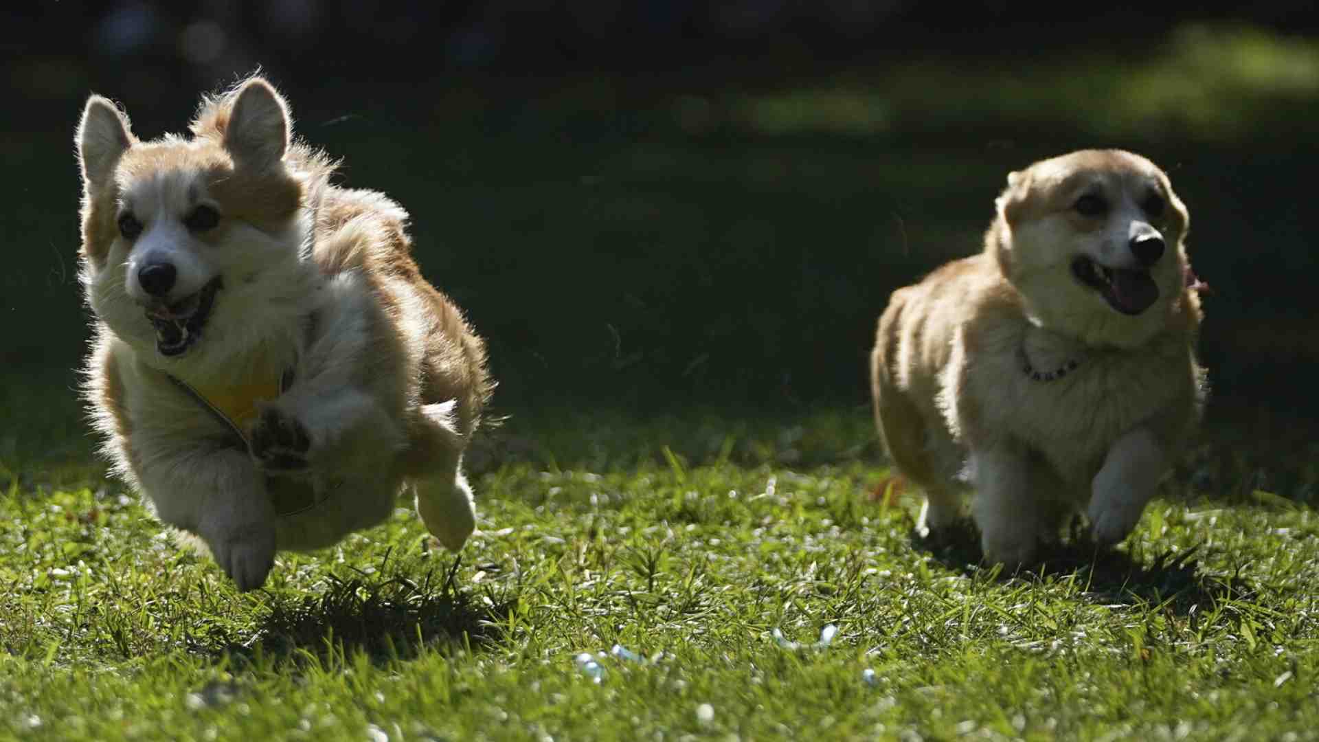 A Londra musica da compagnia per animali domestici