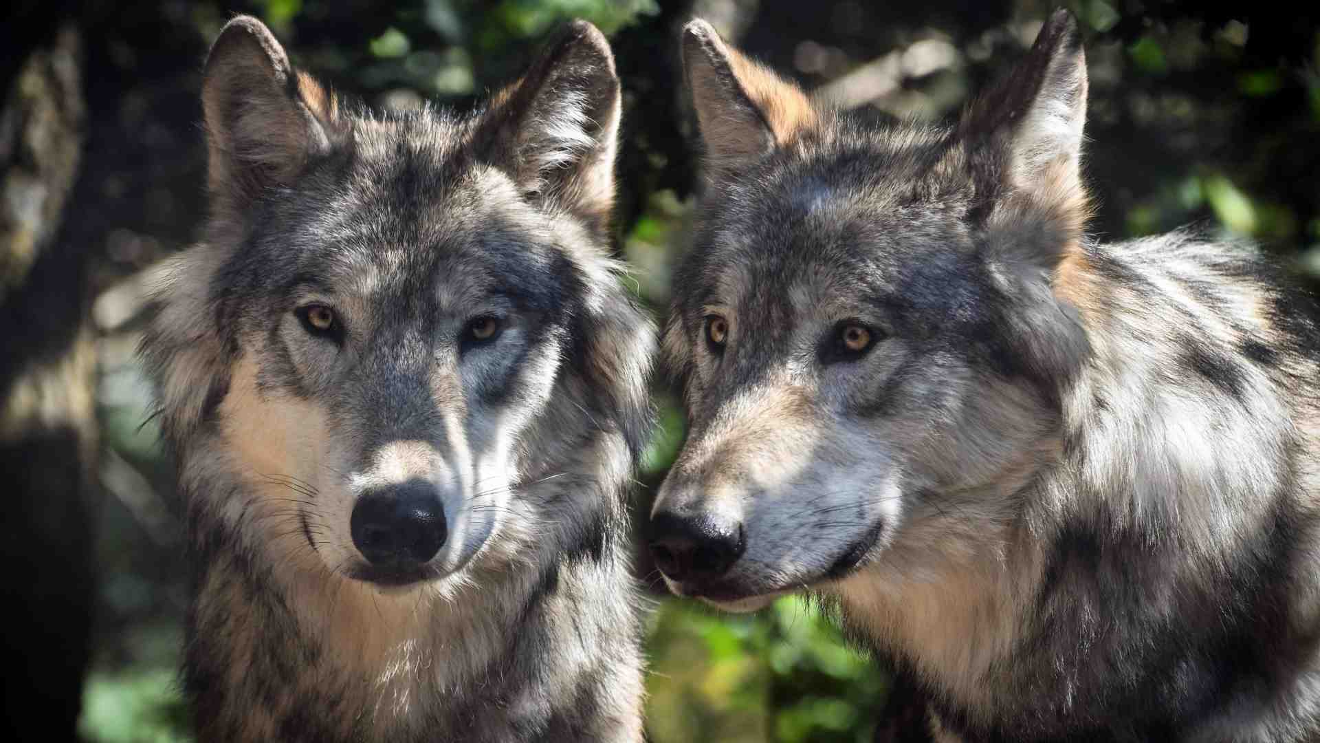 Ora i lupi tornano alle porte delle città