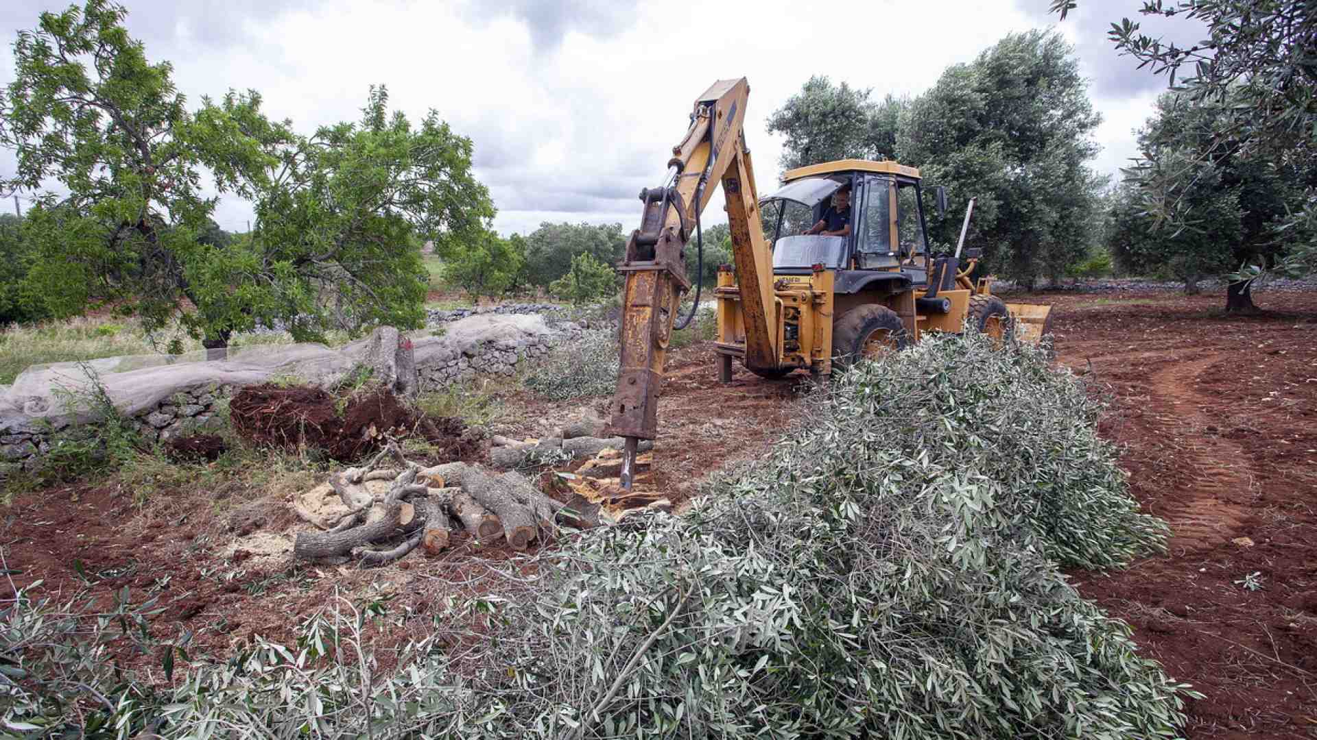 Alla fine confermano anche i giudici: si chiama Xylella, non Tap