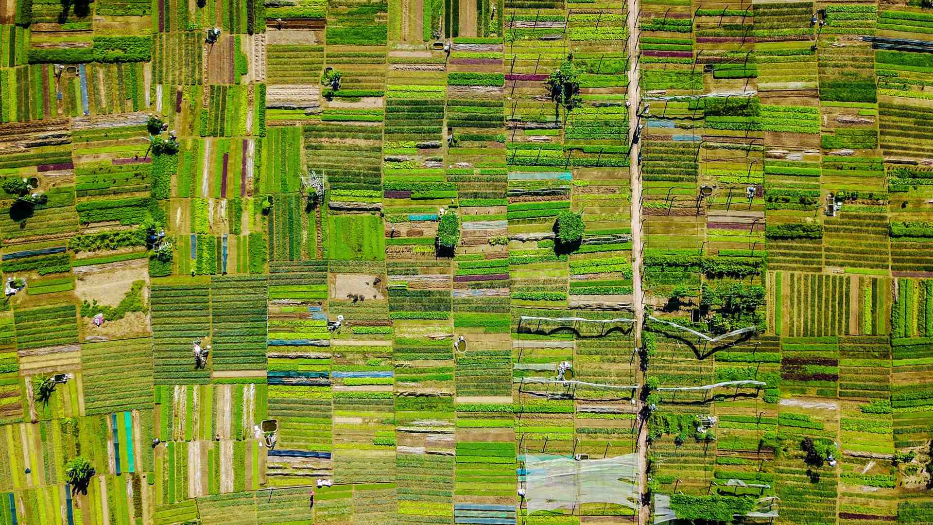 Le sragioni contro il Mercosur