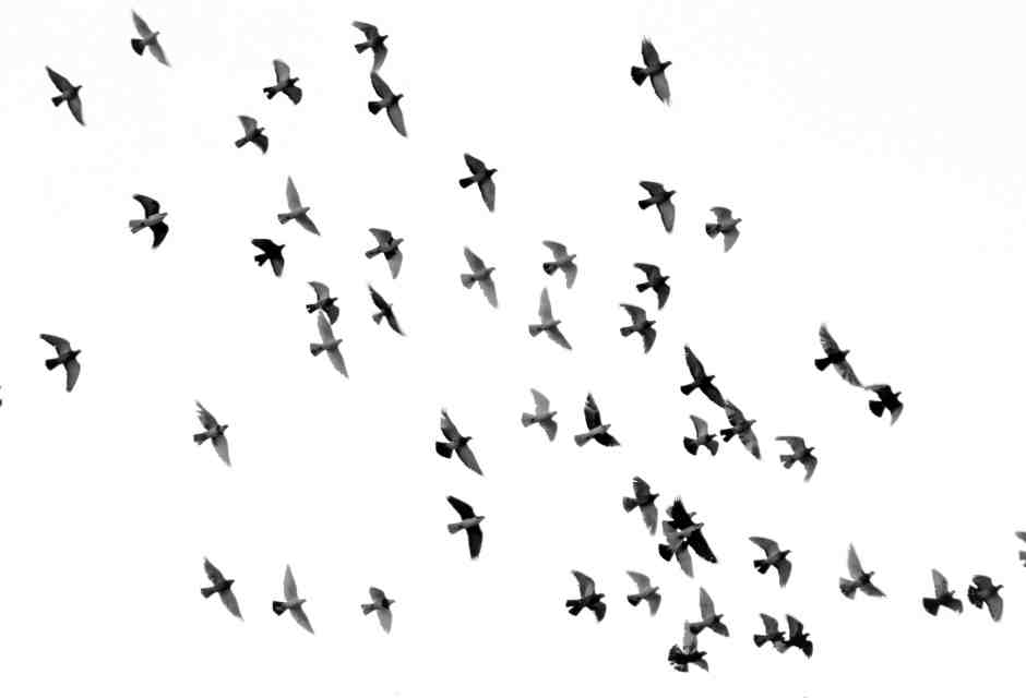 Parlare con gli animali è possibile. Anche con i dialetti