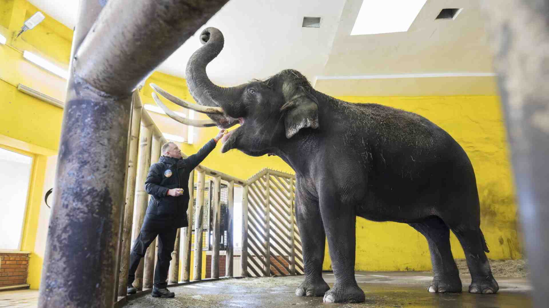 Lo zoo di Kyiv che resiste al freddo e alle bombe