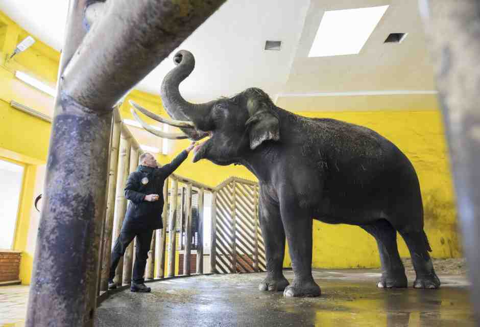 Lo zoo di Kyiv che resiste al freddo e alle bombe