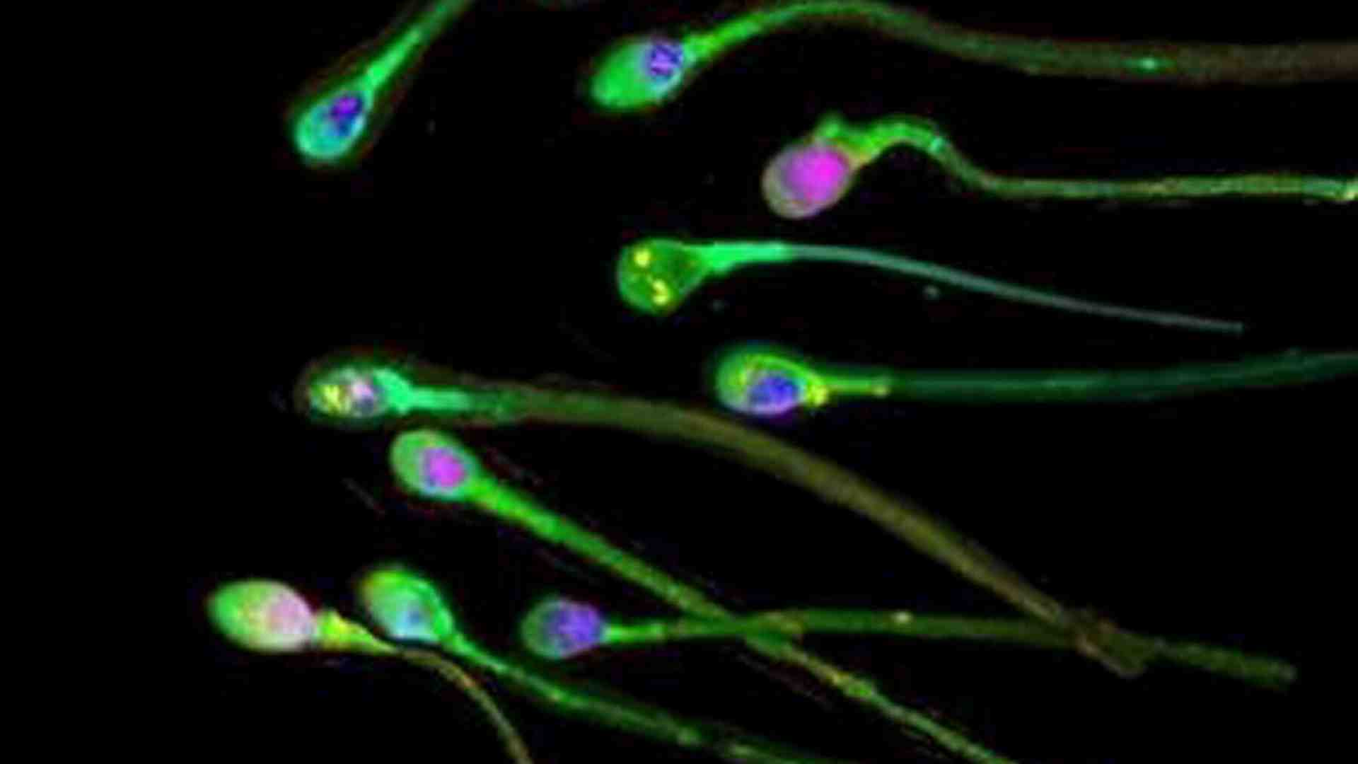L'impronta dei padri nello sviluppo dei figli