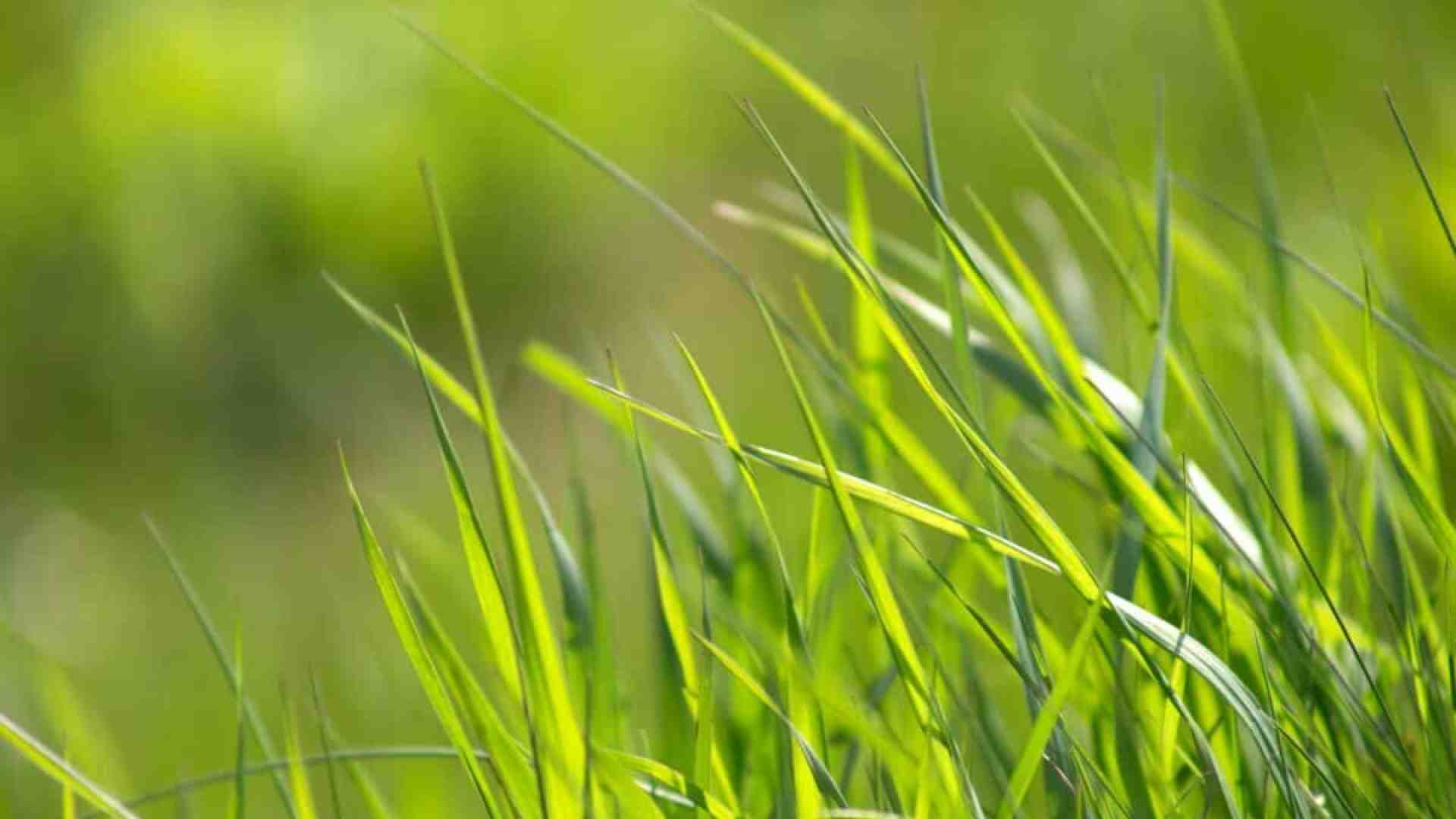 Una scoperta macabra in giardino