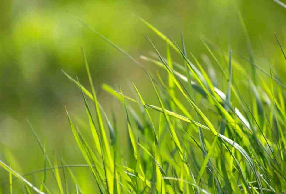 Una scoperta macabra in giardino