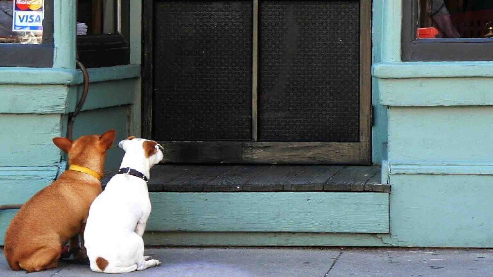 Essere cane in Italia