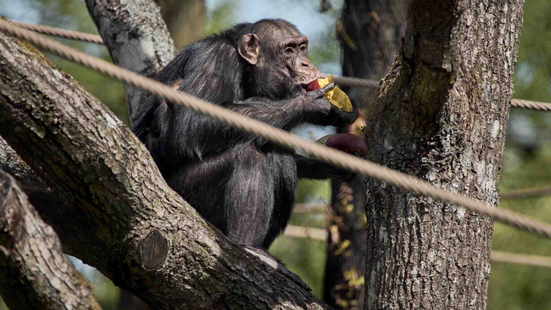 L'immaginazione degli animali