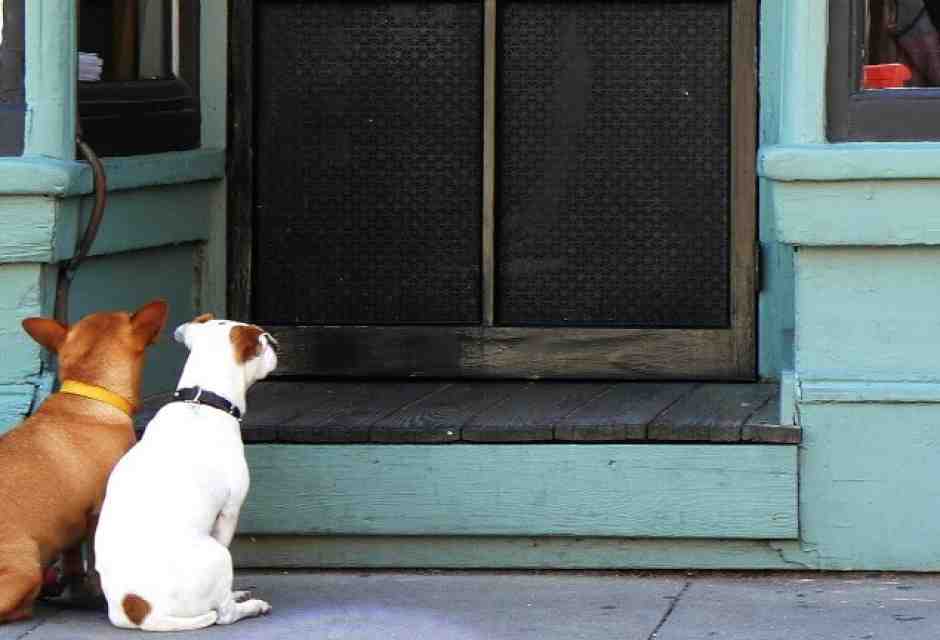 Essere cane in Italia