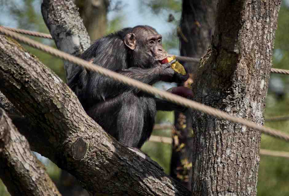 L'immaginazione degli animali