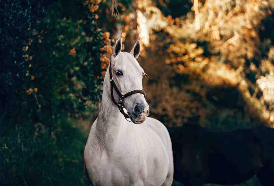 Chi vuole vietare il consumo di carne di cavallo va contro il cristianesimo