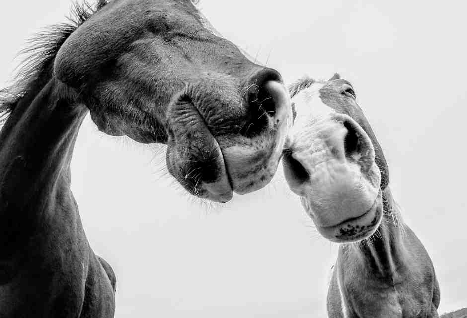 "Lo stop alla carne di cavallo? Si rischia una rivolta". Voci dai territori dove la braciola è cultura (e business)