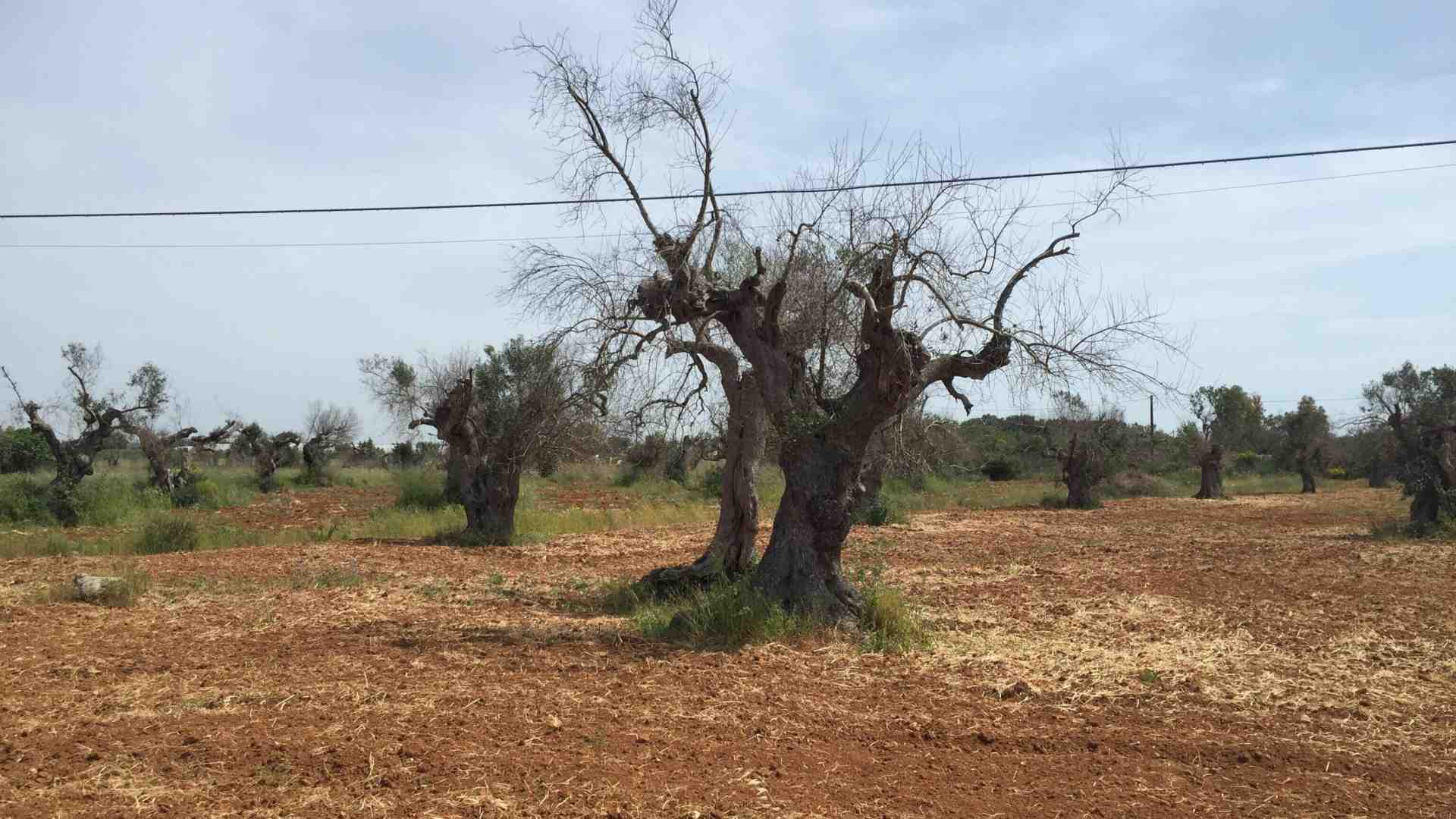 Il tribunale di Bari archivia il complotto sulla Xylella: l'unico complotto è quello contro gli scienziati