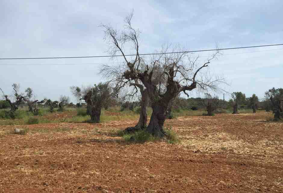 Il tribunale di Bari archivia il complotto sulla Xylella: l'unico complotto è quello contro gli scienziati