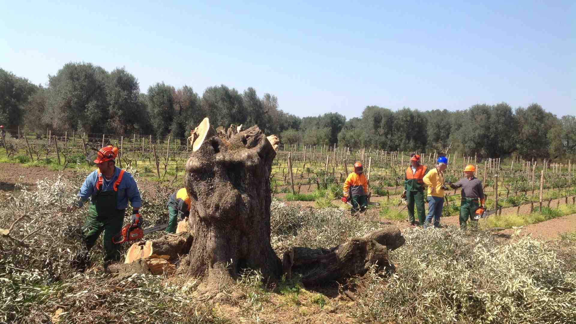 Xylella, dopo dieci anni sono evidenti le responsabilità dei pm di Lecce