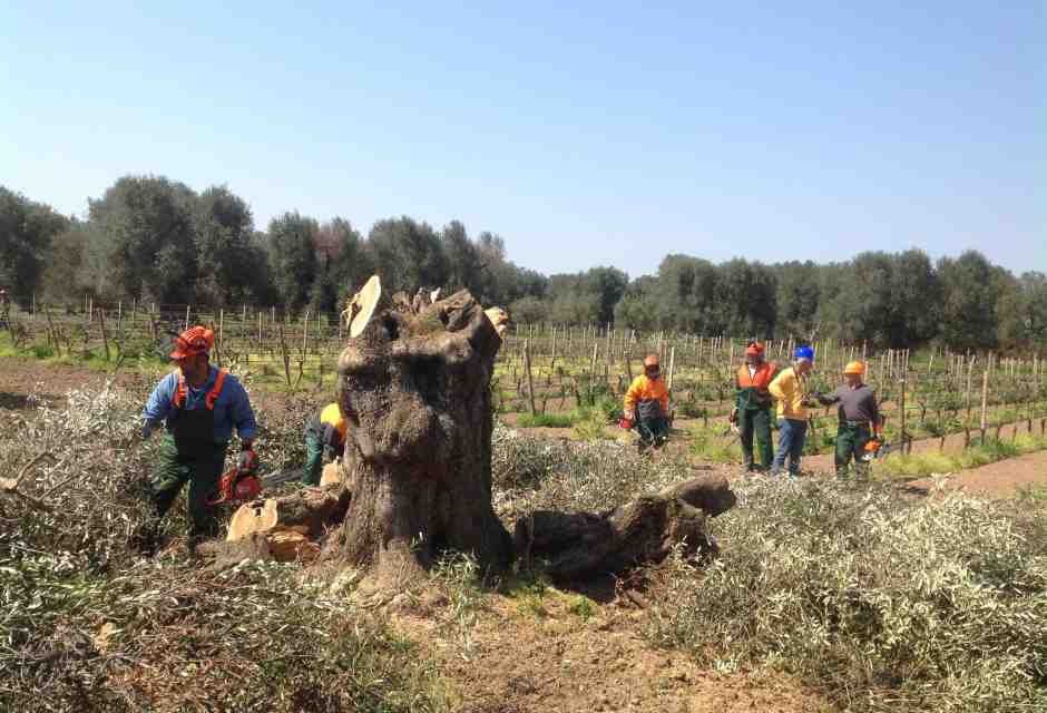 Xylella, dopo dieci anni sono evidenti le responsabilità dei pm di Lecce