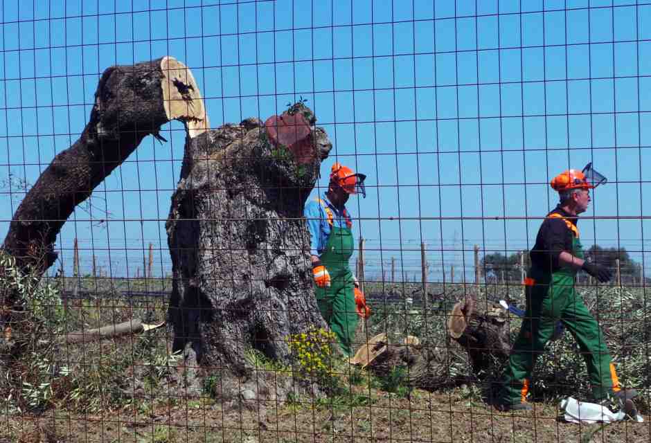 Xylella, un complotto lungo dieci anni finisce nel nulla