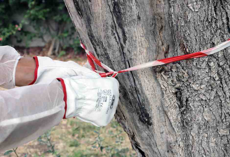 Per il Campo largo in Puglia convivere con la Xylella non è così male