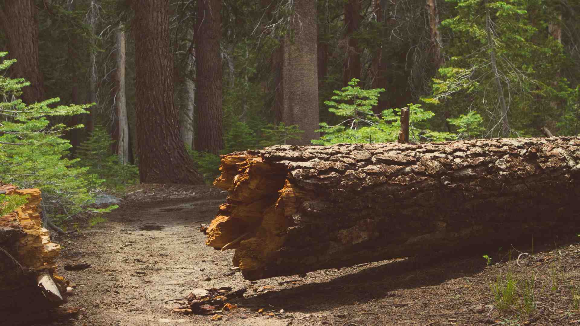 Riflessioni su un albero caduto