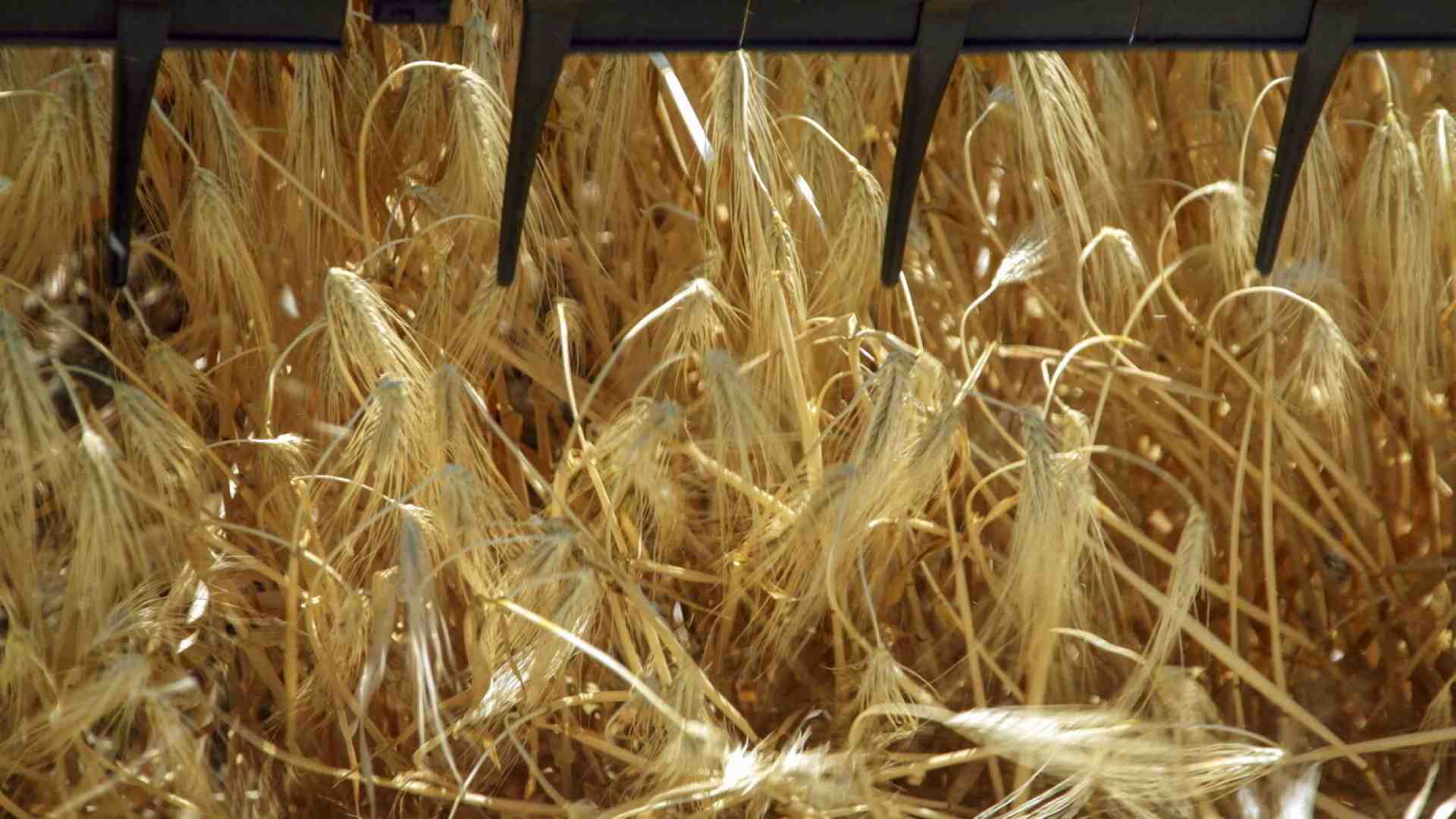 La guerra alimentare contro l’Ucraina non è un fronte secondario