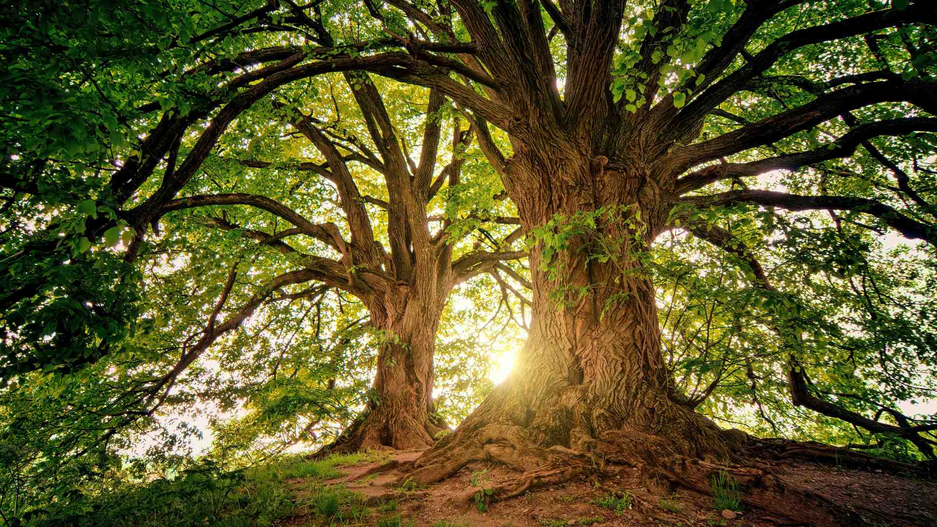 I grandi alberi accumulano tempo biologico e costruiscono reti ecologiche vaste e complesse