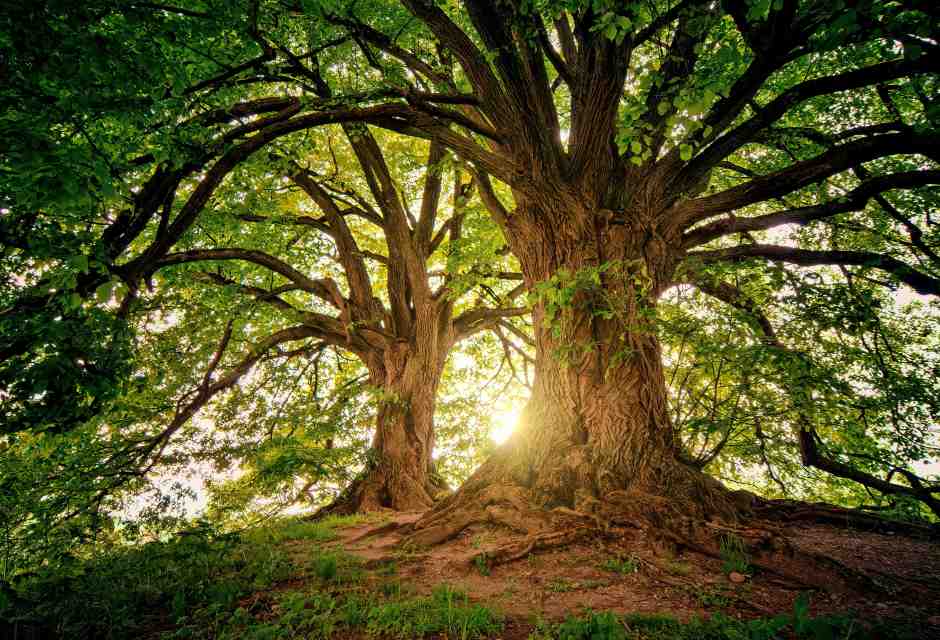 I grandi alberi accumulano tempo biologico e costruiscono reti ecologiche vaste e complesse
