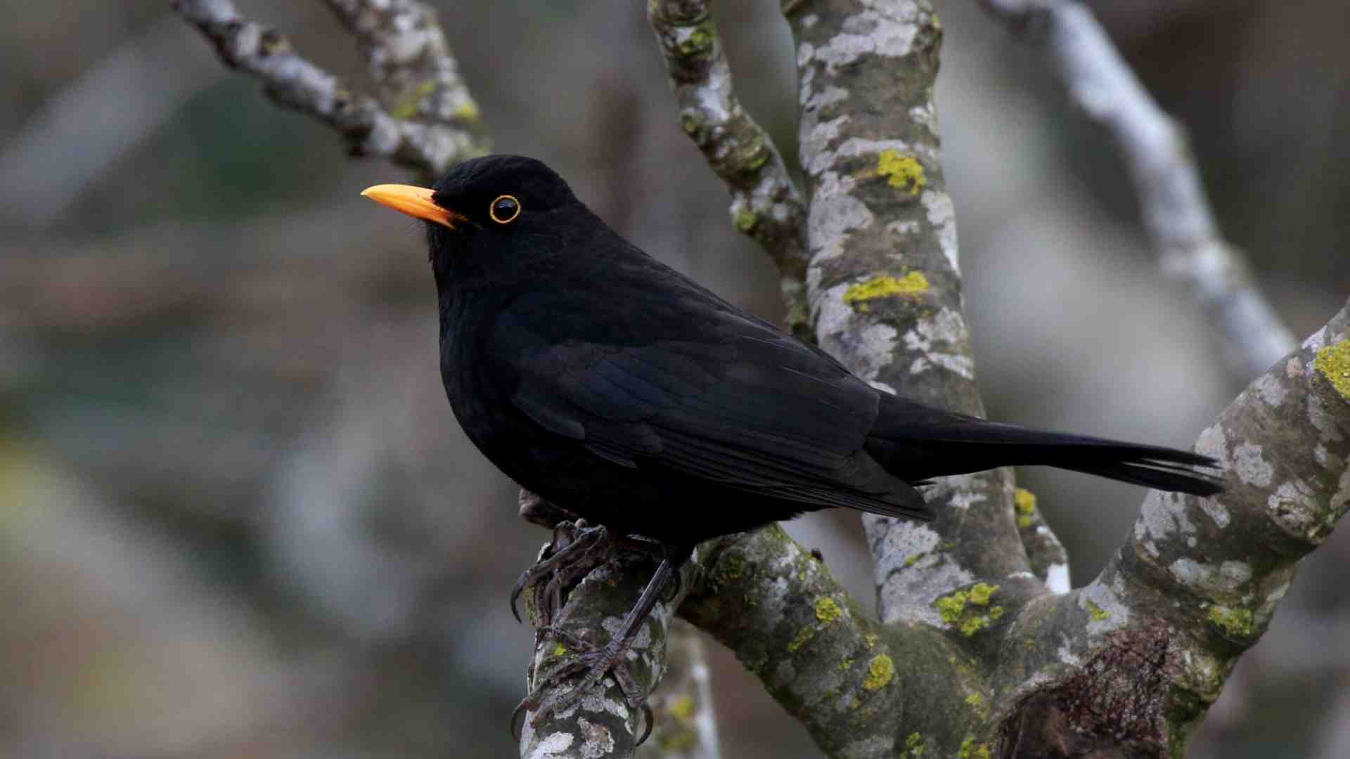 Il merlo irragionevole. Lettera dalle tre di notte