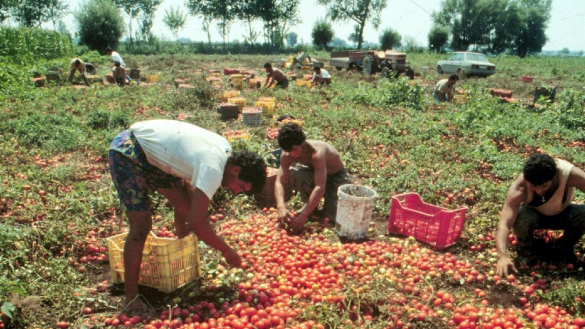 Caporalato, crescono i casi al Nord. Anche minorenni tra gli "schiavi"